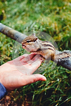 Chipmunk eating from hand at Japanese national park