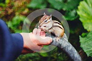 Chipmunk eating from hand at Japanese national park
