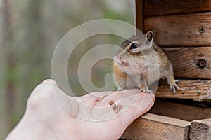 Chipmunk eating from hand