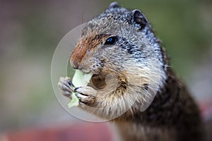 Chipmunk eating lettuce