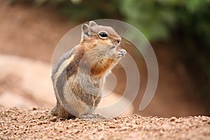 Chipmunk Eating while Looking to the Side