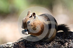 Chipmunk eating an M&M candy