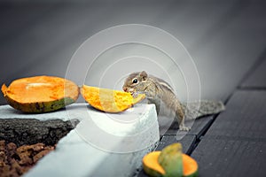 Chipmunk eating mango