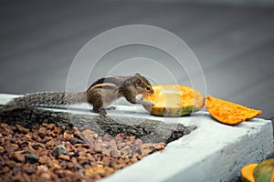 Chipmunk eating mango