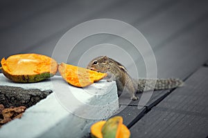 Chipmunk eating mango