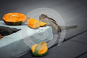 Chipmunk eating mango