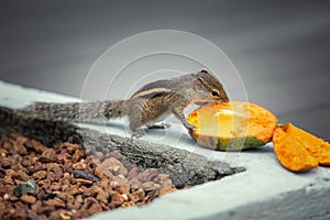 Chipmunk eating mango