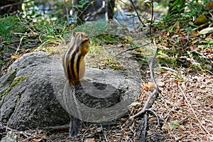 Chipmunk eating in natural habitat, view from back