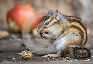 Chipmunk eating nut