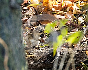 Chipmunk eating a nut in the fall