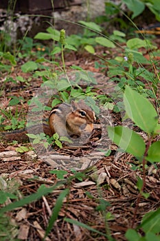 Chipmunk eating a nut on the ground in the forest.