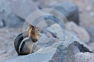 Chipmunk Eating a Nut on a Rock