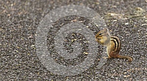 Chipmunk eating a nut on a trail