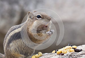 Chipmunk Eating nuts