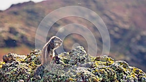 Chipmunk eating nuts against the backdrop of a mountain landscape