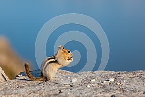Chipmunk Eating Nuts at Crater Lake
