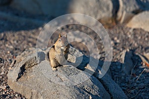 Chipmunk Eating Nuts at Crater Lake