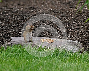 Chipmunk eating nuts on a flat rock