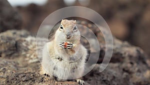 Chipmunk eating nuts, frontal view