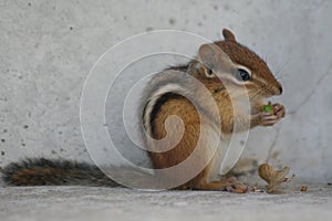 Chipmunk eating nuts