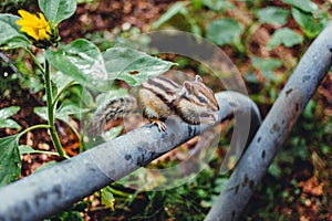 Chipmunk eating nuts at Japanese national park