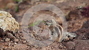 Chipmunk eating nuts, profile view
