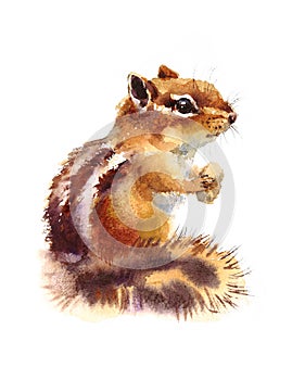 Chipmunk Eating Nuts Watercolor Wild Animals Illustration Hand Painted photo