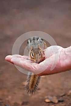 Chipmunk Eating out Hand