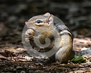 CHIPMUNK EATING A PEANUT