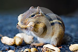 Chipmunk Eating Peanut