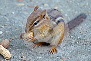 Chipmunk Eating Peanut