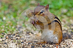 Chipmunk Eating Peanut