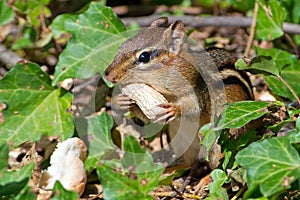 Chipmunk Eating Peanut