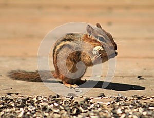 Chipmunk eating a peanut