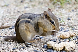 Chipmunk Eating Peanut