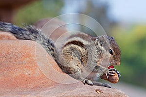 Chipmunk