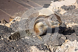 Chipmunk eating peanut, Fuerteventura