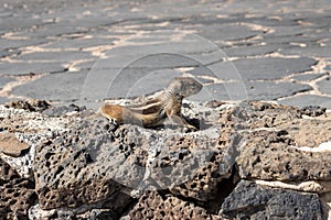 Chipmunk eating peanut, Fuerteventura