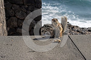 Chipmunk eating peanut, Fuerteventura