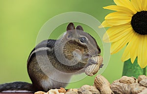 Chipmunk eating a peanut next to sunflower