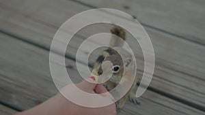 Chipmunk eating a peanut out of woman's hand