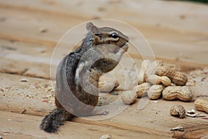 Chipmunk eating peanuts