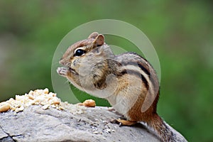 Chipmunk eating a peanuts