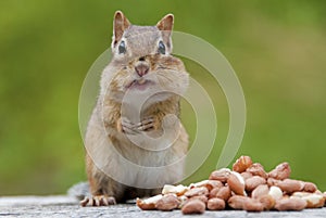 Chipmunk eating peanuts, heap of nuts