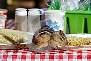 Chipmunk Eating on Picnic Table