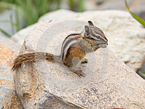 Chipmunk Eating on Rocks at Yankee Boy Basin, Mount Sneffels Wilderness, Ouray, Colorado