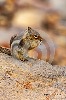 a chipmunk eating a seed on a large rock