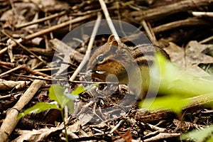 Chipmunk eating seeds.