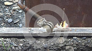 Chipmunk eating seeds