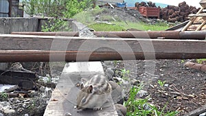 Chipmunk eating seeds